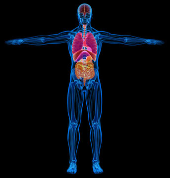 Man skeletal, muscles and internal organs diagram. X-ray.