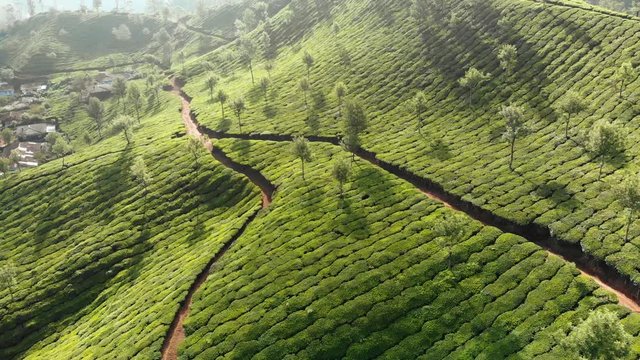 Aerial view of drone tea plantations in the vicinity of the city of Munnar. Kerala. India.