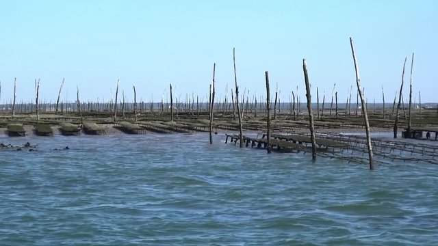 Bassin d&rsquo;Arcachon, parc &agrave; hu&icirc;tres sur l'&icirc;le aux oiseaux 01