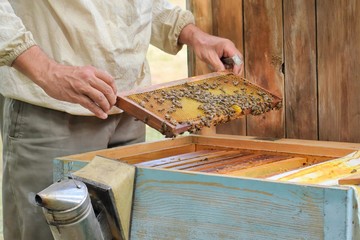 The beekeeper holding a honeycomb with bees. Beekeeper inspecting honeycomb frame at apiary at the...
