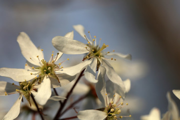 Blühende Amelanchier Felsenbirne an Ostern