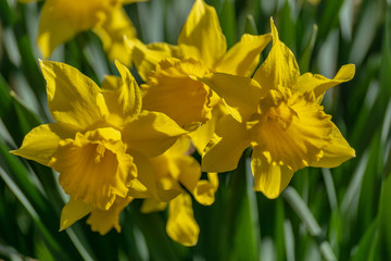 Obraz premium Close up of a group of yellow Daffodils