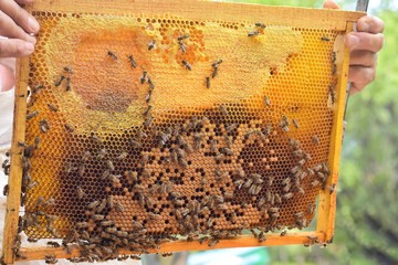 The beekeeper holding a honeycomb with bees. Beekeeper inspecting honeycomb frame at apiary at the summer day. Man working in apiary. Apiculture. Beekeeping concept. bees in the hive