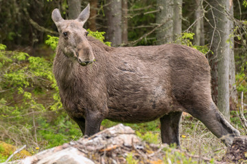 Naklejka na ściany i meble Close up of a large female moose in a forest in Sweden