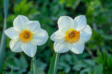 Close up of two  white and orange colored Daffodils