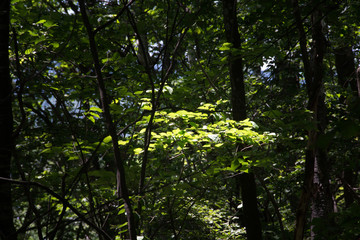 Obraz premium 木漏れ日と新緑のモミジの葉