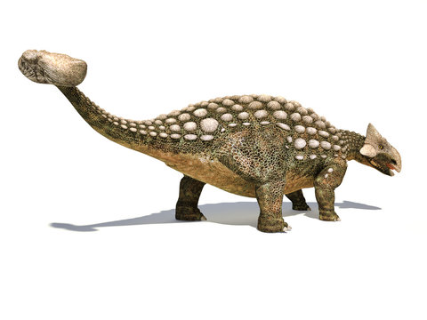 Ankylosaurus dinosaur isolated on white background.