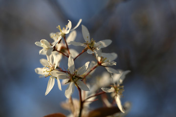 Blühende Amelanchier Felsenbirne an Ostern