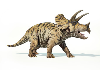 Triceratops 3d rendering On white background - obrazy, fototapety, plakaty