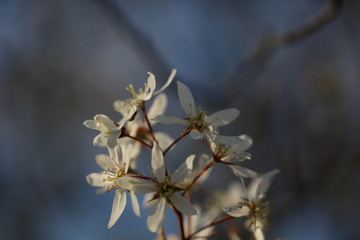 Blühende Amelanchier Felsenbirne an Ostern