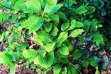 Piccola pianta di limoni