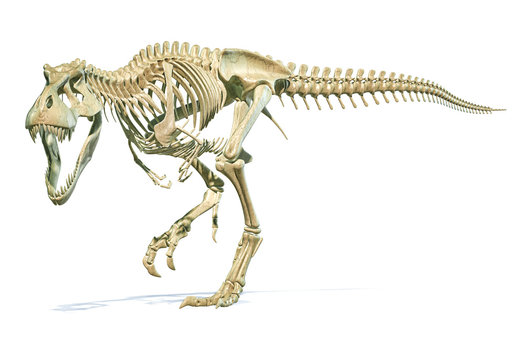Tyrannosaurus Rex dinosaur photorealistic 3d rendering of full skeleton