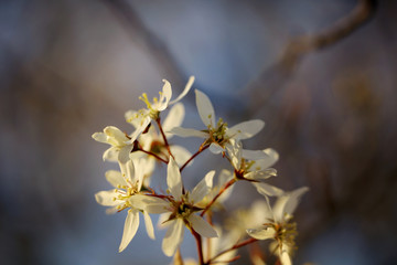 Blühende Amelanchier Felsenbirne an Ostern