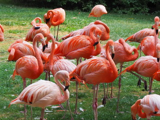 flamants roses