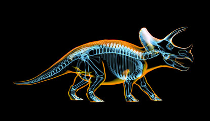 Triceratops skeleton x-ray  on black background.