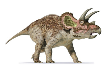 Triceratops 3d rendering On white background © Pixelchaos