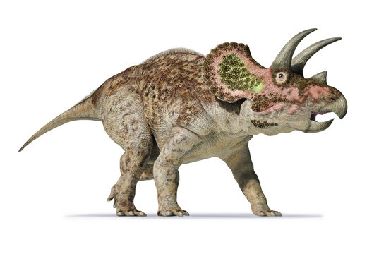 Triceratops 3d rendering On white background