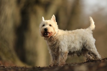 Westie. West Highland White terrier standing in the ewening sun. Portrait of a white dog.