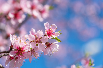 Obraz premium Close up of Pink Blossom Cherry Tree Branch, Sakura Flowers.