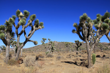 Joshua Tree National Park in California USA