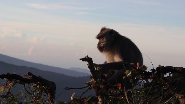 Slow motion shot of a macaca monkey as sitting on a ridge an eating banana