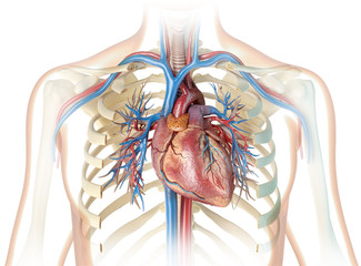 Human heart with vessels,ribcage and bronchial tree. - obrazy, fototapety, plakaty