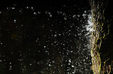 water Splashing to the tree Isolated on a black background