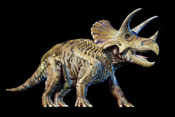 Triceratops with skeleton 3d rendering on black background. © Pixelchaos