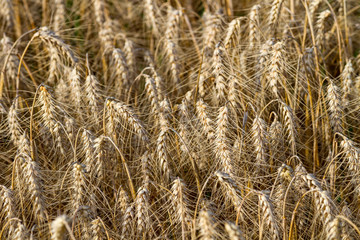 Fototapeta premium Épis de blé