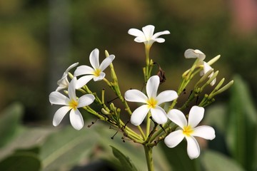 white flowers on green background