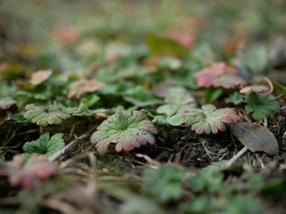 Plants with green and purple leaves on a blurry background. Copy space for text