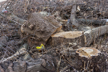 texture of chopped off branches