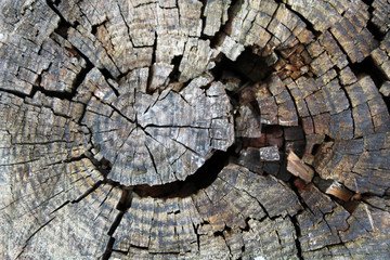 Legno