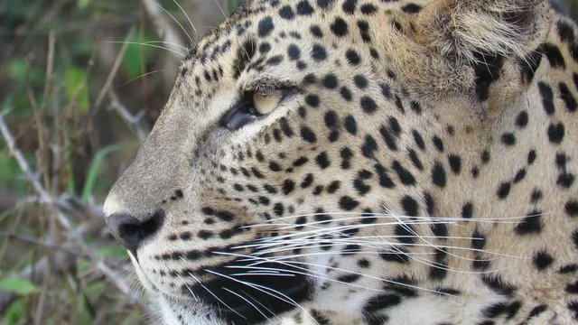 Leopard face closeup.