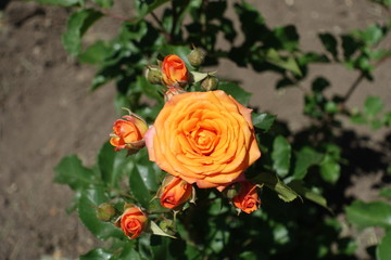 Closed buds and orange flower of garden rose in June