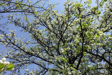 Crown of blossoming pear  tree against blue sky
