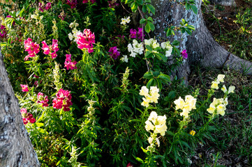 Bocche di Leone ai piedi del cipresso in primavera