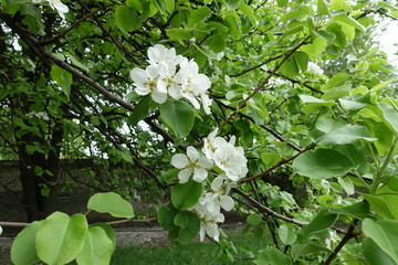 Foliage and white flowers of pear in spring