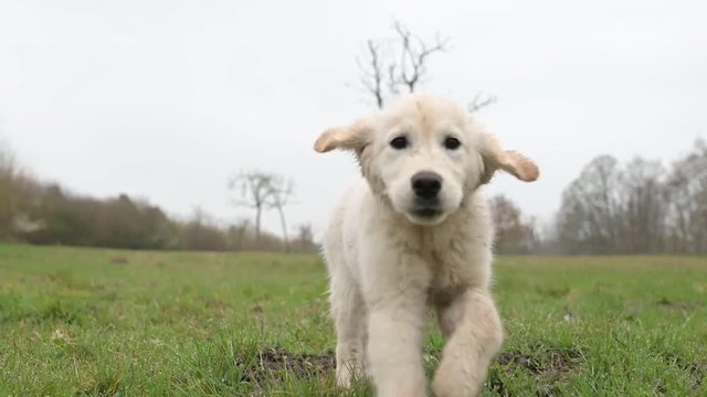 Niedlicher, junger Golden Retriever Welpe l&auml;uft &uuml;ber eine Wiese. geringe Sch&auml;rfentiefe