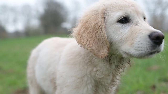 niedlicher, junger Golden Retriever Welpe steht auf einer Wiese. geringe Sch&auml;rfentiefe