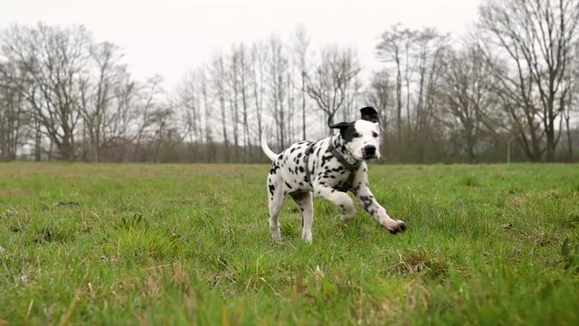 niedlicher, junger Dalmatiner Welpe l&auml;uft &uuml;ber eine Wiese. geringe Sch&auml;rfentiefe