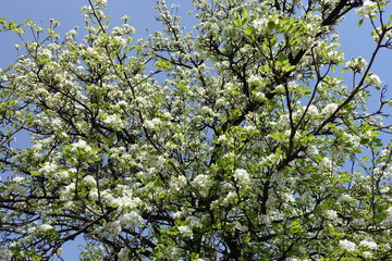 Pear in full bloom against blue sky