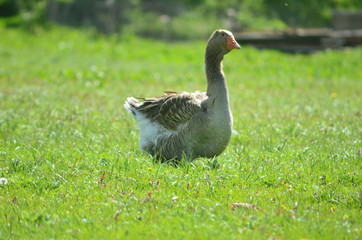 Kholmogory and Toulouse geese