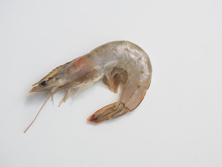 White shrimp on white background