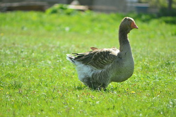 Kholmogory and Toulouse geese