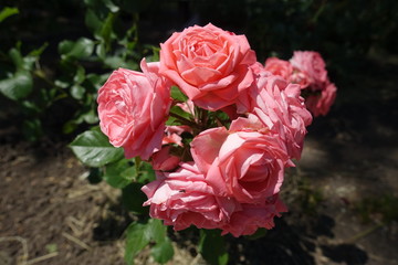 Dense cluster of pink flowers of garden rose