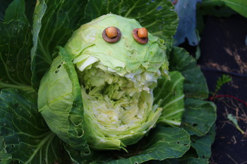 green cabbage fun face