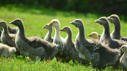 Kholmogory and Toulouse geese