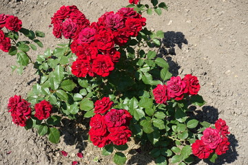 Bush of red roses in full bloom in June