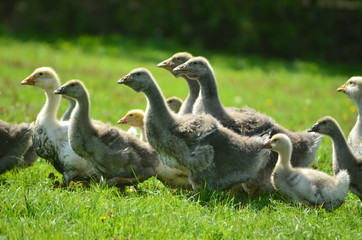 Kholmogory and Toulouse geese